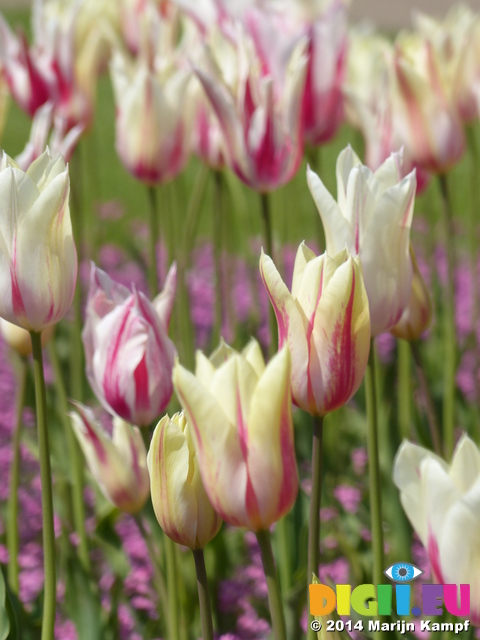 FZ005179 White and pink tulips in Dyffryn Gardens